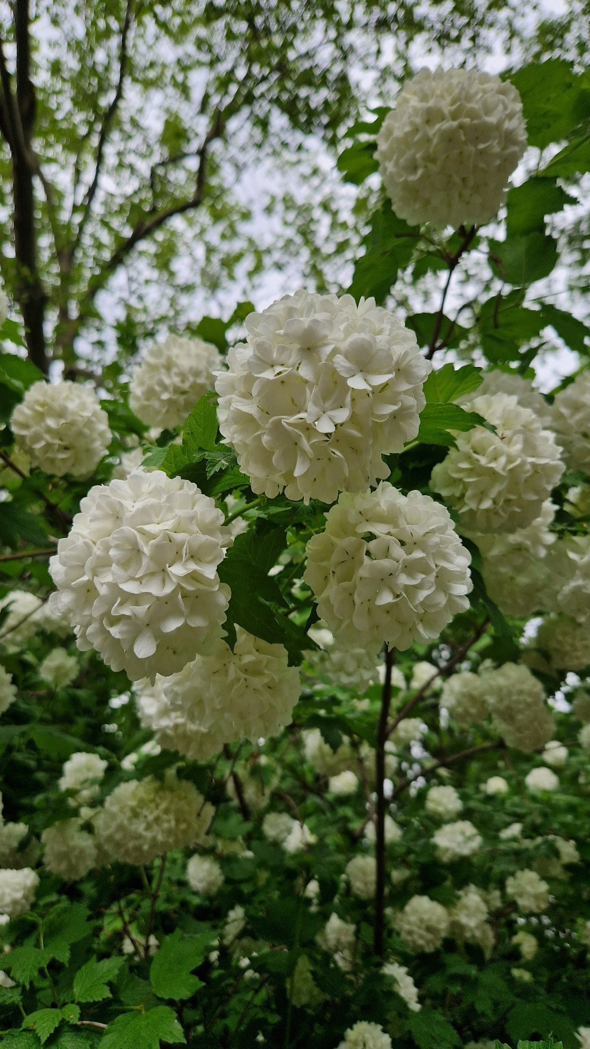 Annabelle Snowball Hydrangea Live Plants – 2 Rooted Starter Plants in 1 Quart Pots