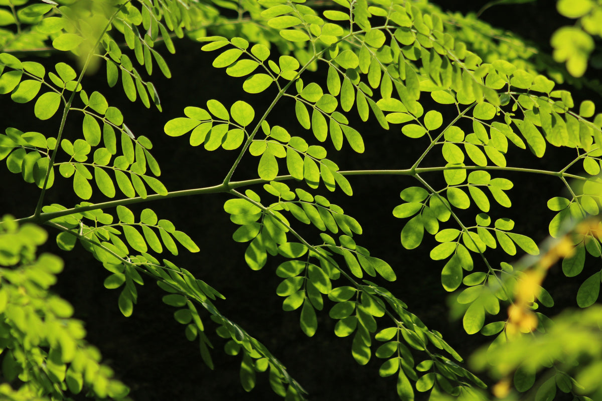 Moringa Oleifera Live Rooted Plant - 8 Inch Tree of Life Starter Plant