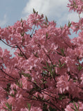 Pink Gumpo Dwarf Azalea Starter Plant | Live Evergreen Rhododendron Hybrid