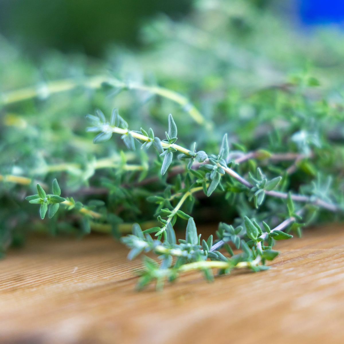 English Thyme Live Plants - 3 Starter English Thyme (Thymus vulgaris) Rooted Starter Plants