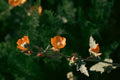 Globe Mallow (Sphaeralcea incana) - 1-Gallon Live Plant