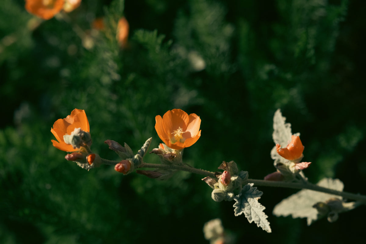 Globe Mallow (Sphaeralcea incana) - 1-Gallon Live Plant
