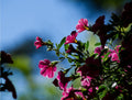 Calibrachoa Colibri Cherry Lace Million Bells 4-Inch Live Plant