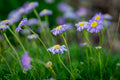 Fresco Candy Swan River Daisy - 1 Live Plant in 4-Inch Pot (Brachyscome angustifolia 'Candy')