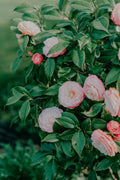 April Dawn Camellia Camellia japonica Starter Plant - Rooted Pink & White Evergreen Shrub