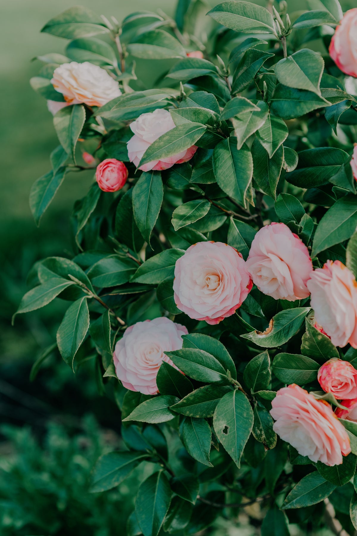 April Dawn Camellia Camellia japonica Starter Plant - Rooted Pink & White Evergreen Shrub