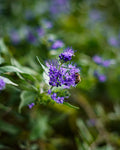 Blue Empire Caryopteris Blue Mist Shrub - 3 Rooted Starters in 1 Qt Pots