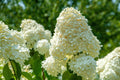 PeeGee Hydrangea Grandiflora - 2 Rooted Starter Plants in 1 Qt Pots