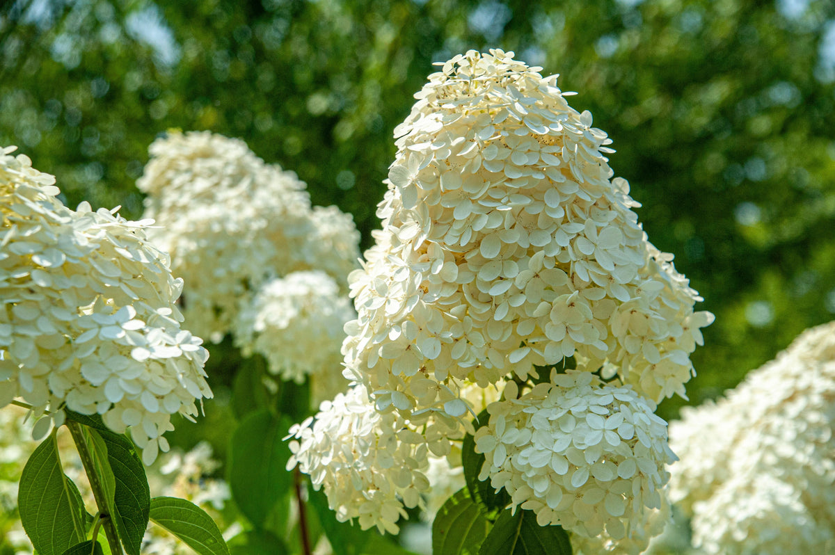 PeeGee Hydrangea Grandiflora - 2 Rooted Starter Plants in 1 Qt Pots