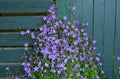 Blue Waterfall Serbian Bellflower - Campanula poscharskyana 'Blue Waterfall' (4 in Pot) Live Plant