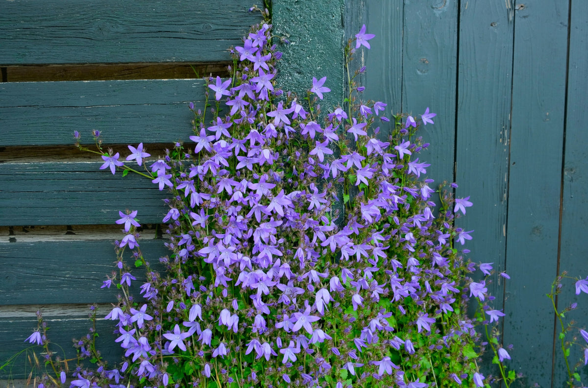 Blue Waterfall Serbian Bellflower - Campanula poscharskyana 'Blue Waterfall' (4 in Pot) Live Plant