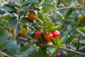 Barbados Acerola Cherry Live Plant Malpighia emarginata – Well-Established Fruit Plant