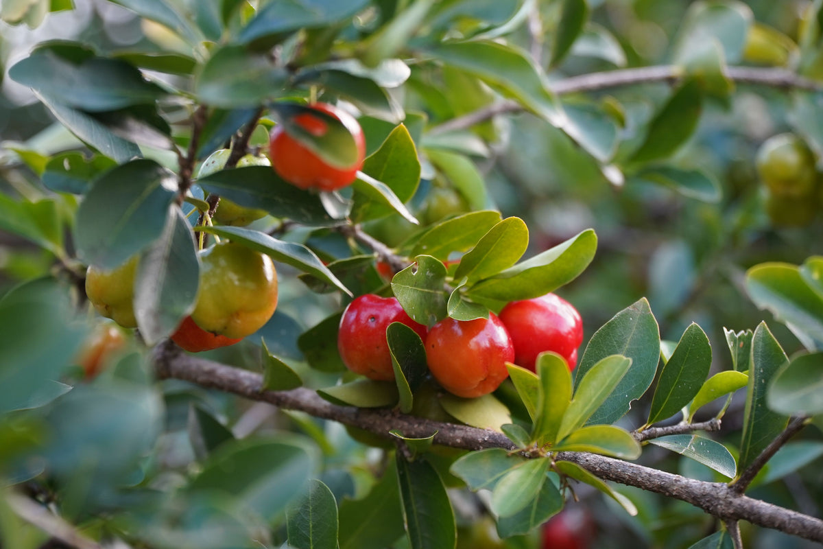 Barbados Acerola Cherry Live Plant Malpighia emarginata – Well-Established Fruit Plant
