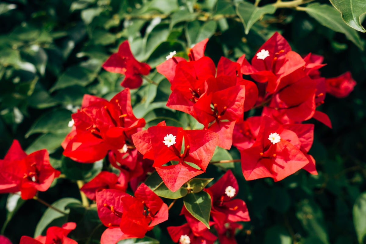 Ruby Bougainvillea Live Starter Plant | Well-Rooted Plug in Container
