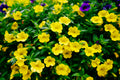Trailing Yellow Million Bells Calibrachoa Hybrid - 4-Inch Pot, 1 Live Plant