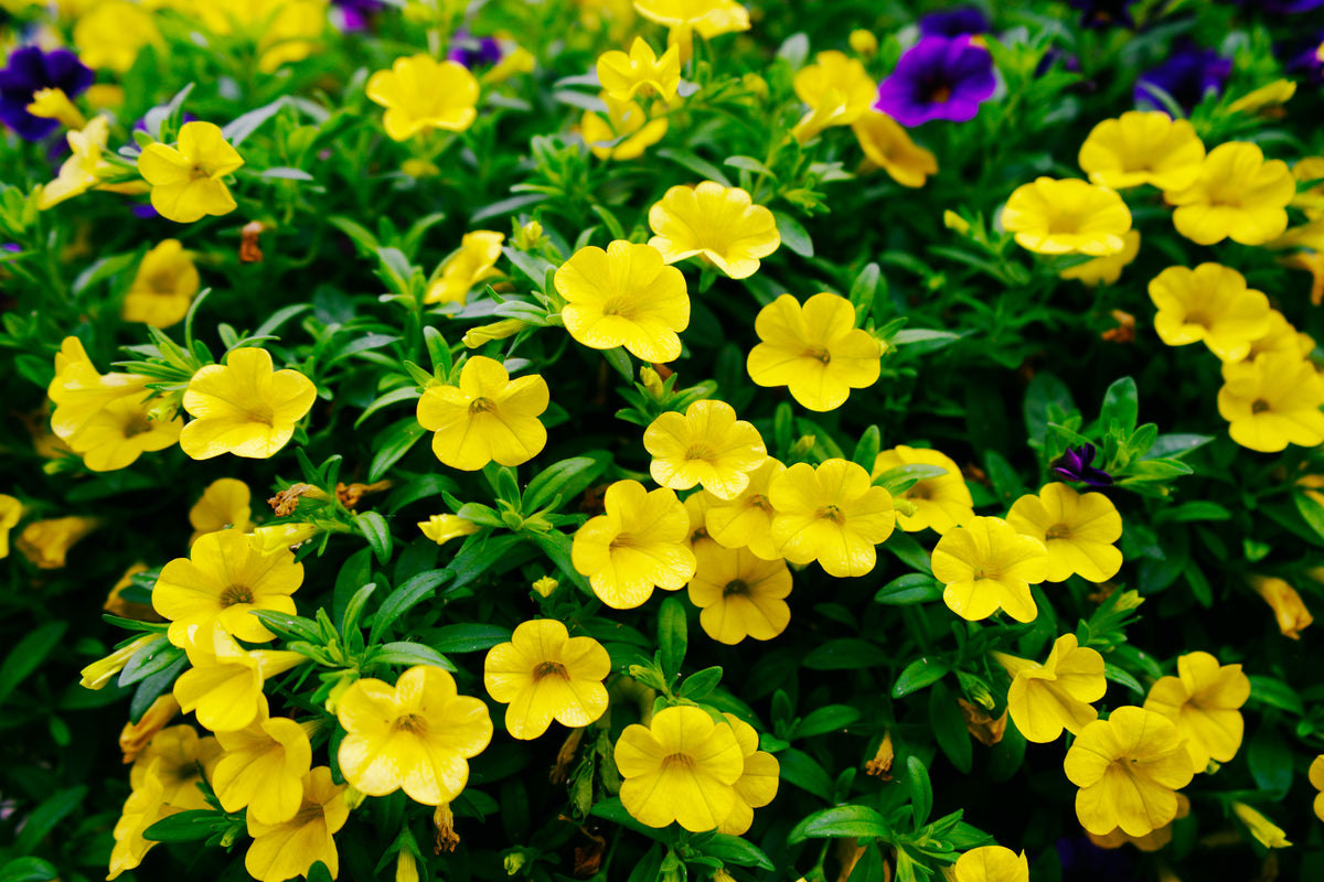 Trailing Yellow Million Bells Calibrachoa Hybrid - 4-Inch Pot, 1 Live Plant