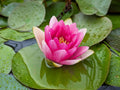 Hardy Water Lily Tubers - Red/Random Color, Live Aquatic Plant for Ponds & Water Gardens