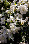 White Gumpo Dwarf Azalea Starter Plant — One Live Starter Plant, Evergreen Rhododendron Hybrid