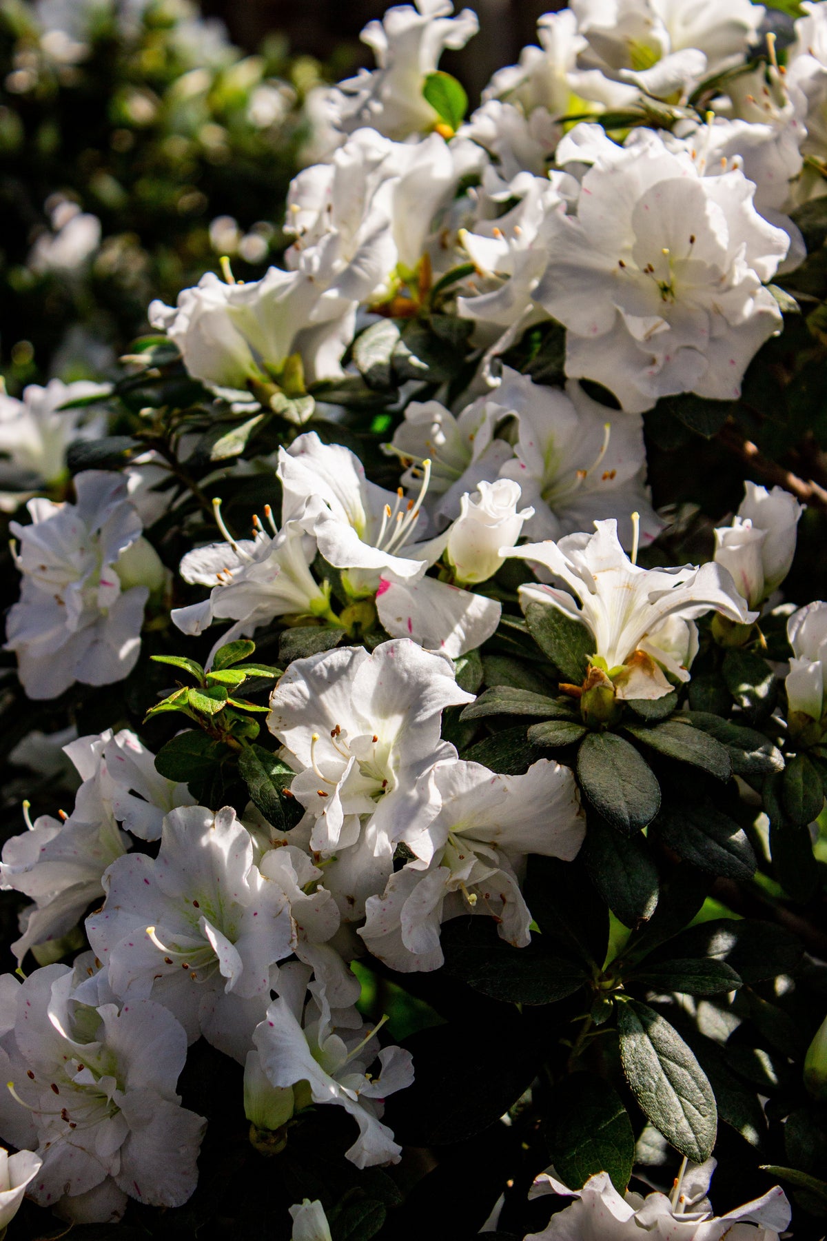 White Gumpo Dwarf Azalea Starter Plant — One Live Starter Plant, Evergreen Rhododendron Hybrid