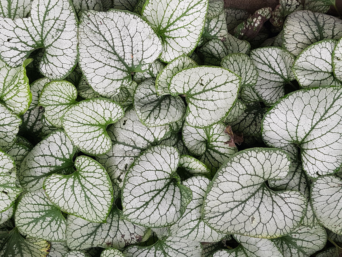 Silver Heart Siberian Bugloss (Brunnera macrophylla) - 1 Gallon Live Plant