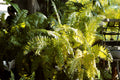 Ghost Fern Athyrium 'Ghost' - 3 Rooted Starter Plants in 1 Qt Pots