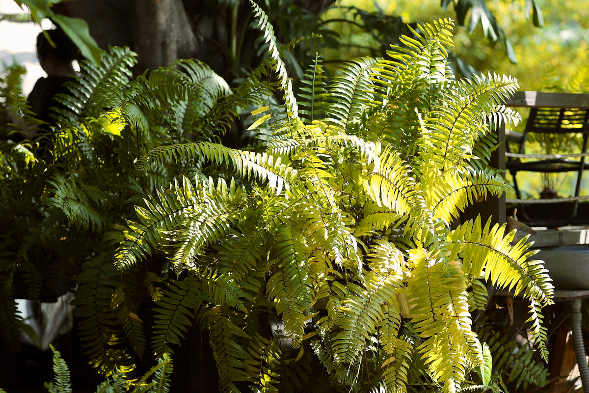 Ghost Fern Athyrium 'Ghost' - 3 Rooted Starter Plants in 1 Qt Pots