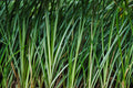 Variegated Rush Baumea rubiginosa ‘Variegata’ - 4-Inch Pot | Live Plant