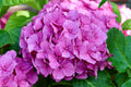 Hydrangea Merritt's Supreme Live Plants — 2 Starter Plants in 1 Quart Pots