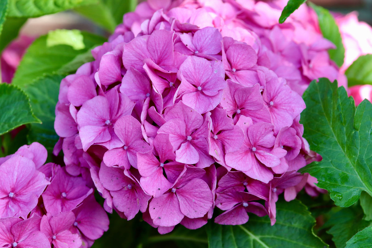 Hydrangea Merritt's Supreme Live Plants — 2 Starter Plants in 1 Quart Pots