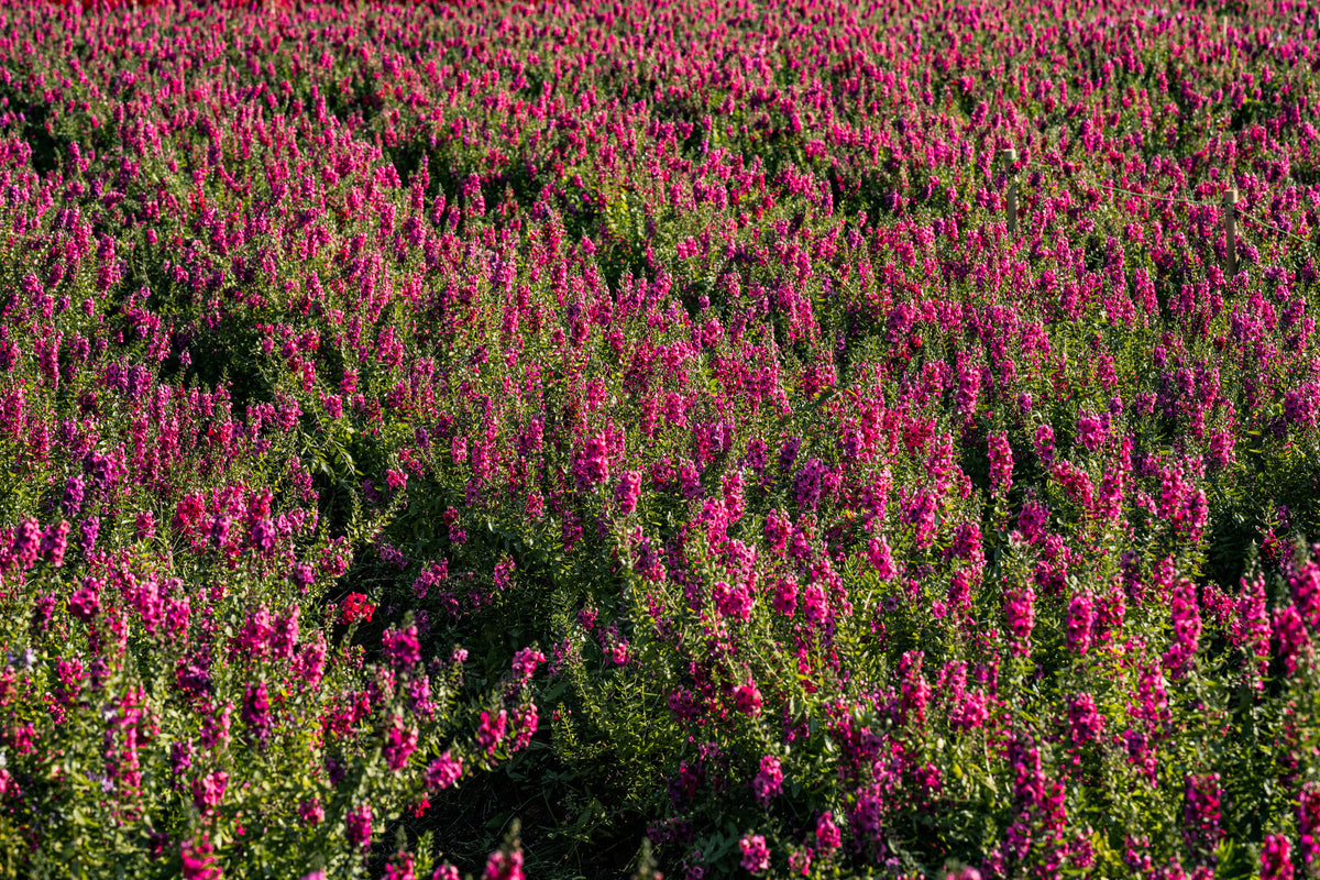 Kudos Coral Dwarf Hyssop Agastache ‘Kudos Coral’ - 1 Live Plant in 4-Inch Pot