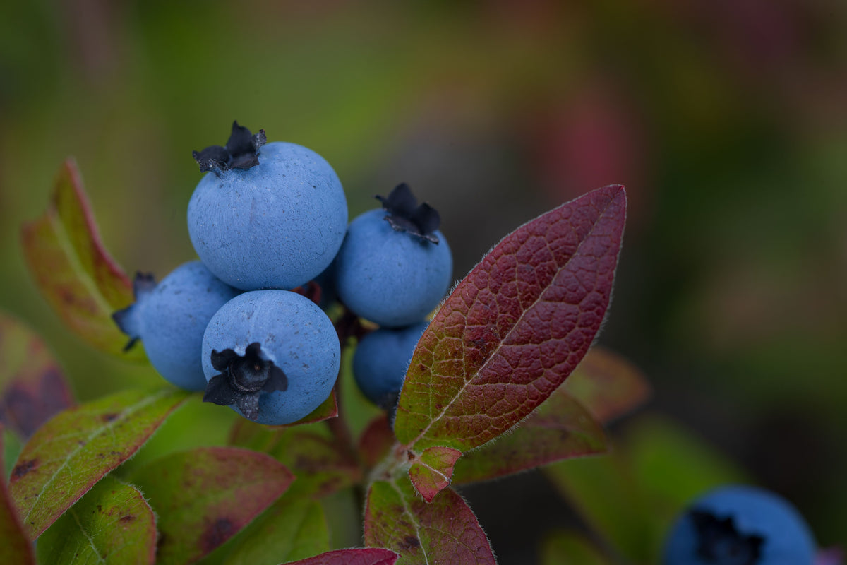 Blueray Blueberry Live Plants - 2 Seedlings, Vaccinium corymbosum