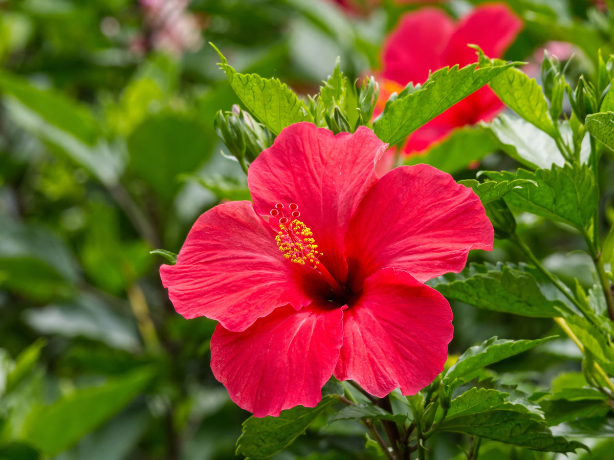 Madagascar Hibiscus Starter Plant (Hibiscus moscheutos) – Rooted, 3–5 inches