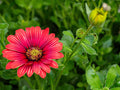 Majec Scarlet African Daisy (Arctotis × hybrida ‘Scarlet’) – 1 Live Plant, 4-Inch Pot