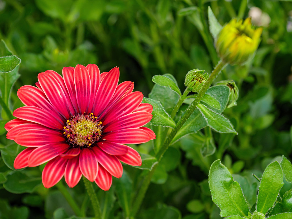 Majec Scarlet African Daisy (Arctotis × hybrida ‘Scarlet’) – 1 Live Plant, 4-Inch Pot