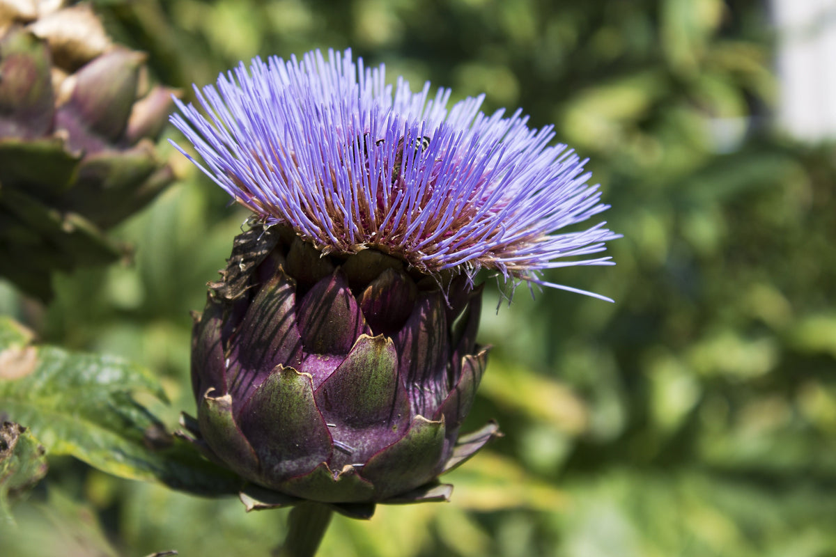 Pieno Inerme Cardoon (Cynara cardunculus) - 4-Inch Live Plant