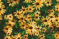 Goldblitz Black Eyed Susan Rudbeckia fulgida - 3 Rooted Starter Plants in 1 Qt Pots