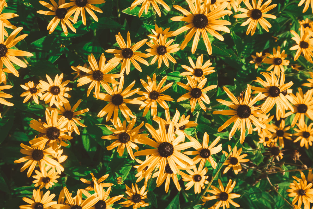Goldblitz Black Eyed Susan Rudbeckia fulgida - 3 Rooted Starter Plants in 1 Qt Pots