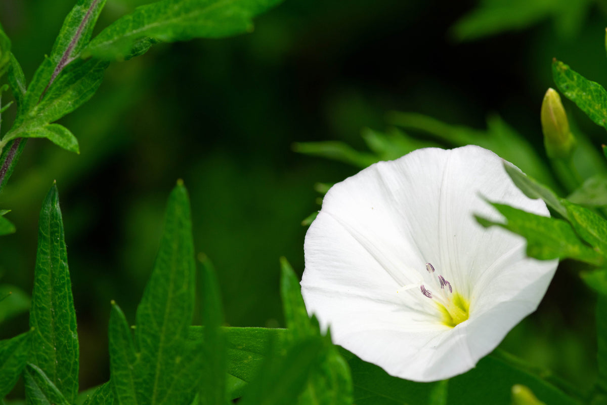 Silverbush Bush Morning Glory (Convolvulus cneorum) - 1 Live Plant in 4-Inch Pot