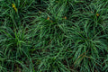 Dwarf Japanese Sweet Flag Acorus gramineus ‘Pusillus’ – 1 Live Plant in 4-Inch Pot