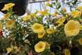 Calibrachoa Colibri Yellow Canary Million Bells - 1 Live Plant in 4-Inch Pot