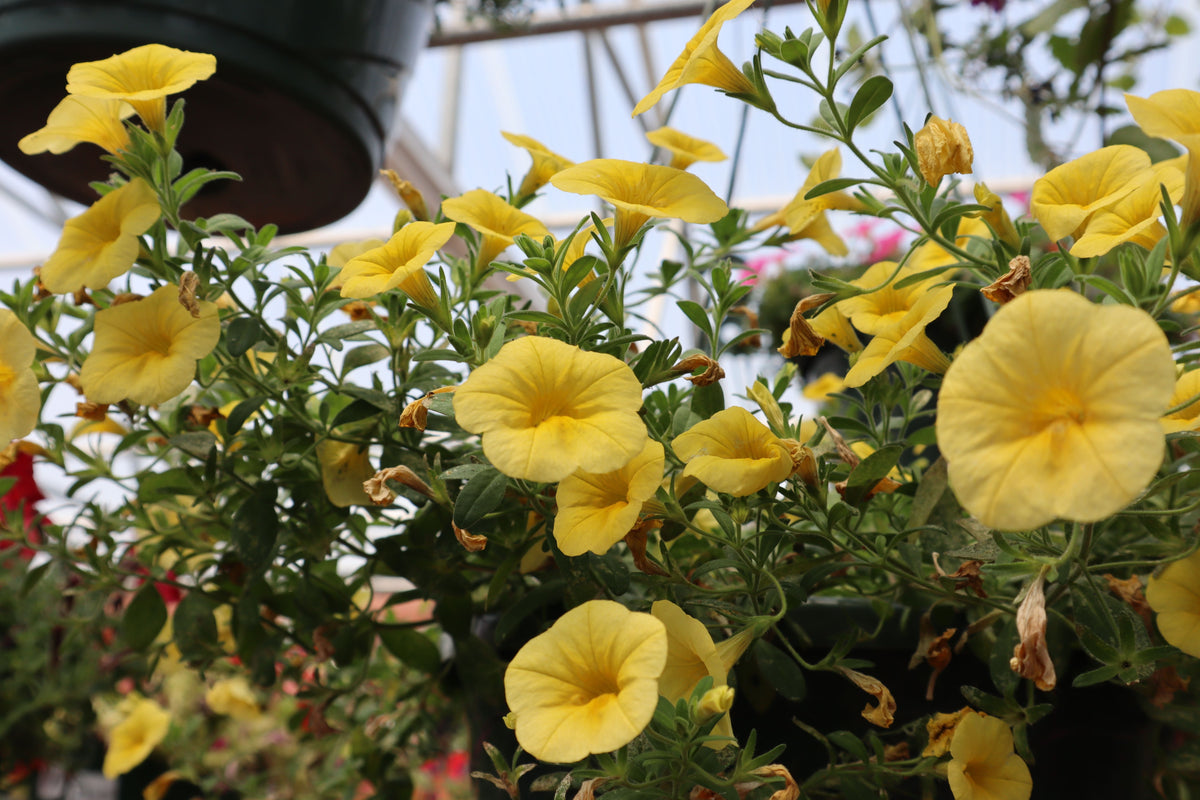 Calibrachoa Colibri Yellow Canary Million Bells - 1 Live Plant in 4-Inch Pot