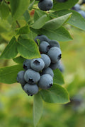 Legacy Blueberry - 18-24 in Live 2-Year-Old Plant in 1 Gallon Pot