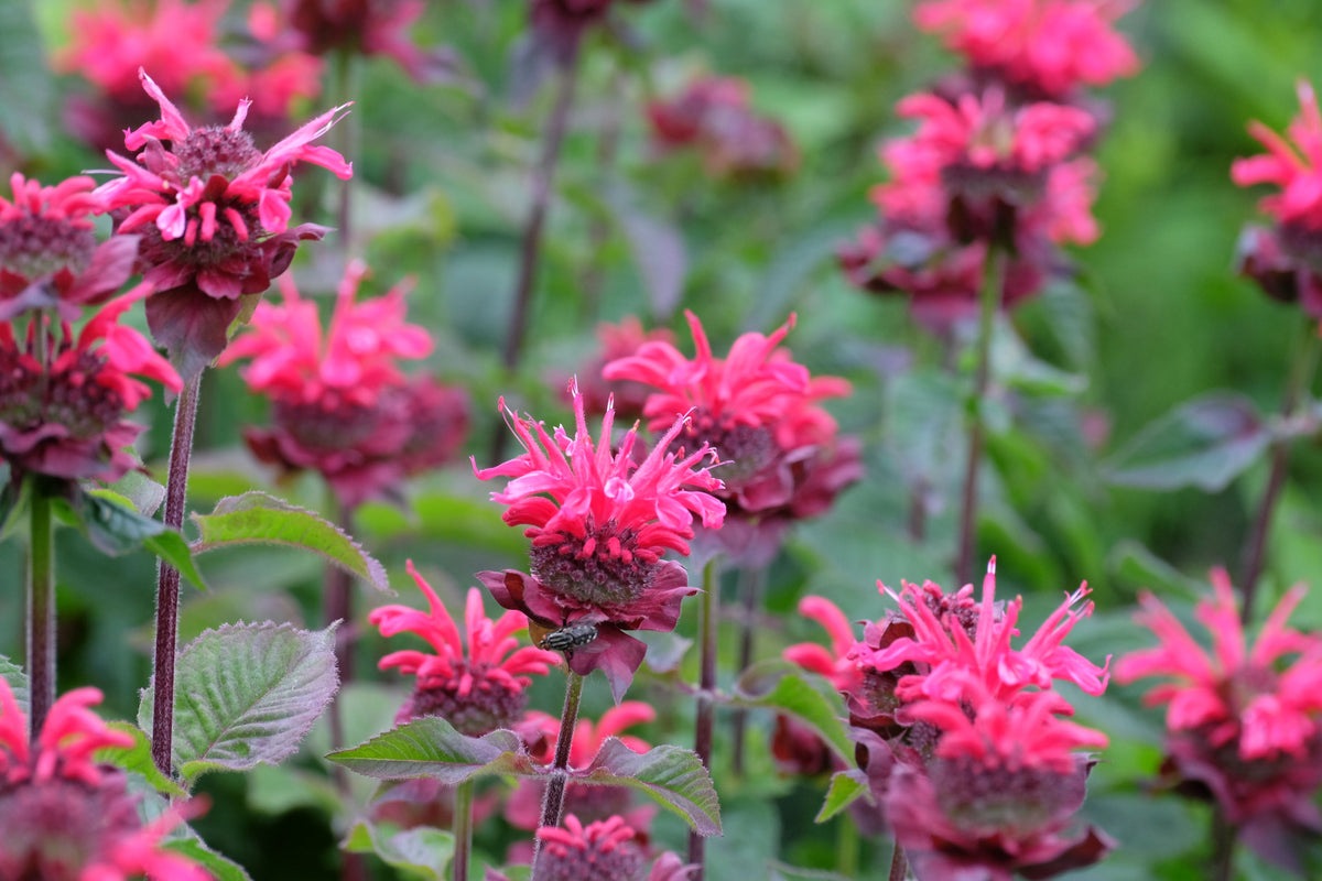 Raspberry Wine Bee Balm Monarda - 3 Rooted Starter Plants in 1 Qt Pots