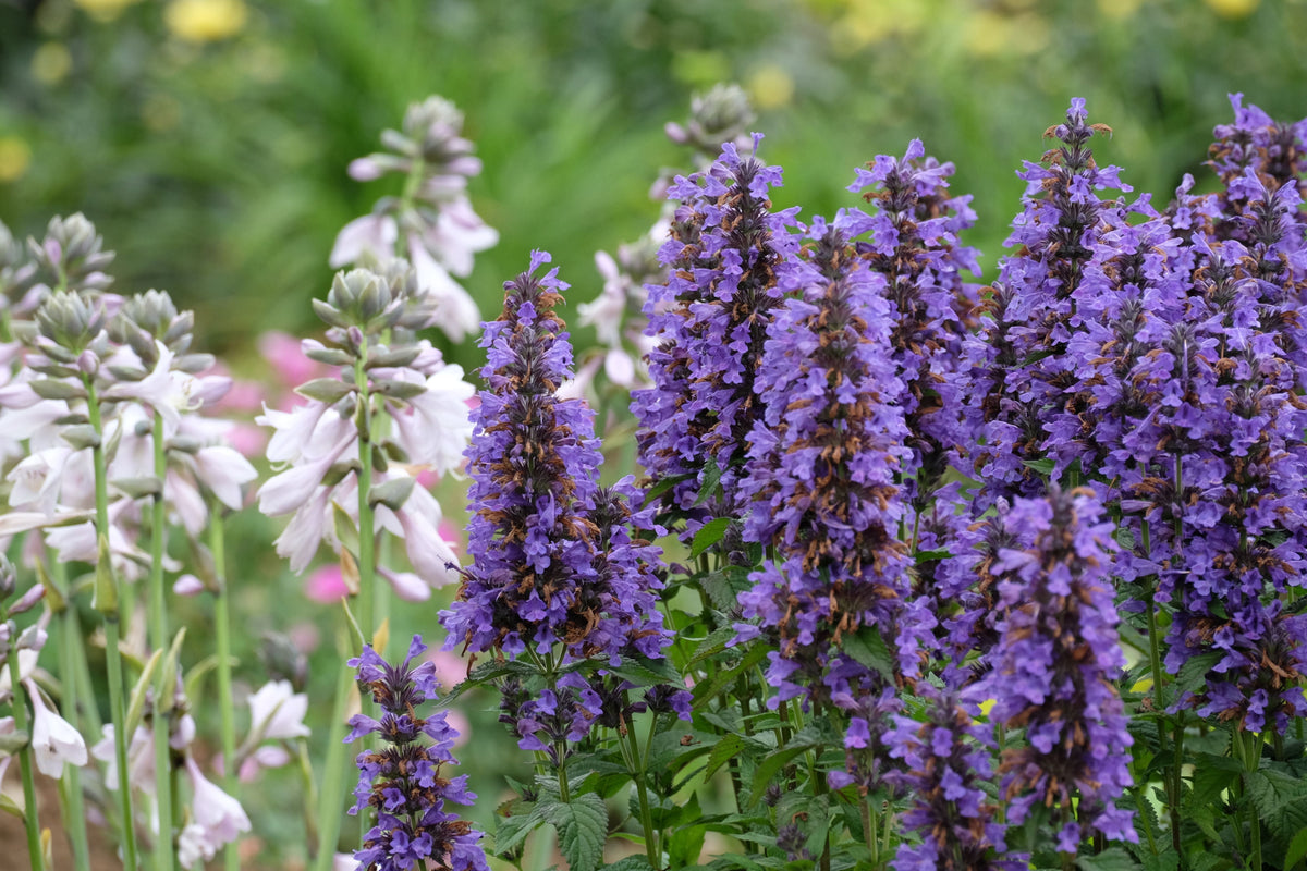 Blue Fortune Agastache Live Plants - 3 Rooted Starter Plants in 1 Qt Pots