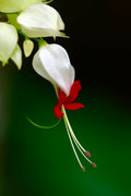 White Bleeding Heart Lamprocapnos spectabilis Alba - Rooted Starter Plant in Pot