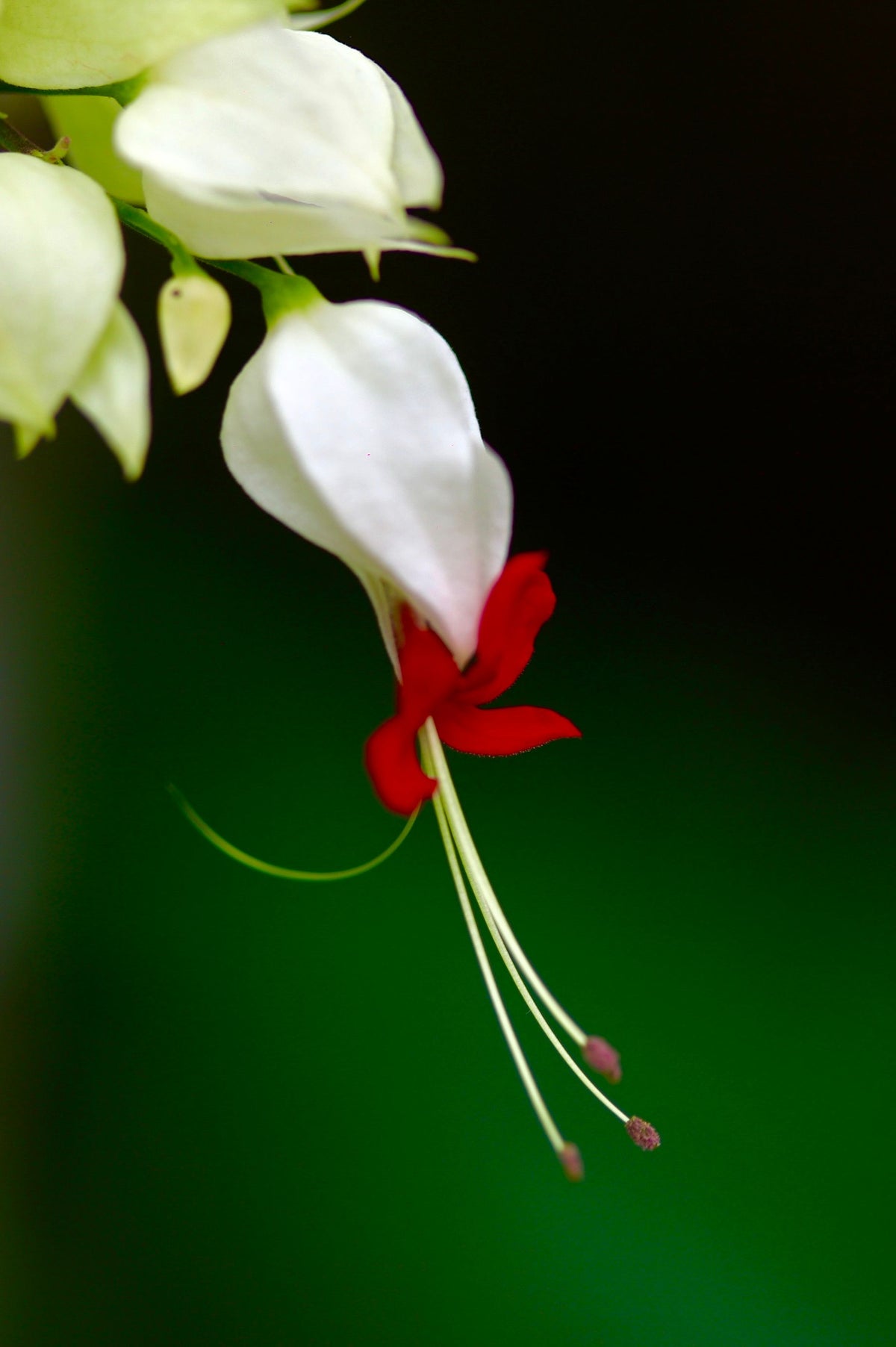 White Bleeding Heart Lamprocapnos spectabilis Alba - Rooted Starter Plant in Pot