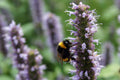 Beelicious Purple Giant Hyssop (Agastache 'Beelicious Purple') 3-Plant Starter Pack in 1 Qt Pots
