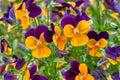Penny Peach Jump-Up Horned Violet Live Plant - Viola cornuta 'Penny Peach Jump-Up' (4-Inch Pot)