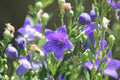 Sentimental Blue Balloon Flower Platycodon grandiflorus - 3 Rooted Starter Plants