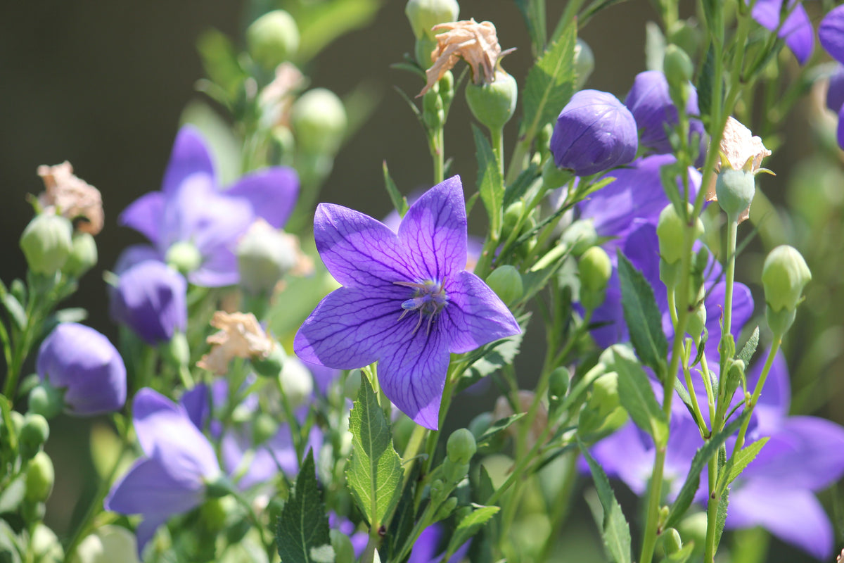 Sentimental Blue Balloon Flower Platycodon grandiflorus - 3 Rooted Starter Plants